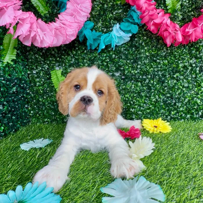 Male Cockalier puppy named Funfetti for sale at Puppy Dreams - Denton.