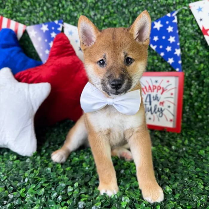 Male Shiba Inu puppy named Waffles for sale at Puppy Dreams - North Richland Hills.