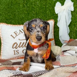 car_main_img_/media/ap_media/pets/PEFBKLWBFQXE136649.webp.250x250_q85.webp