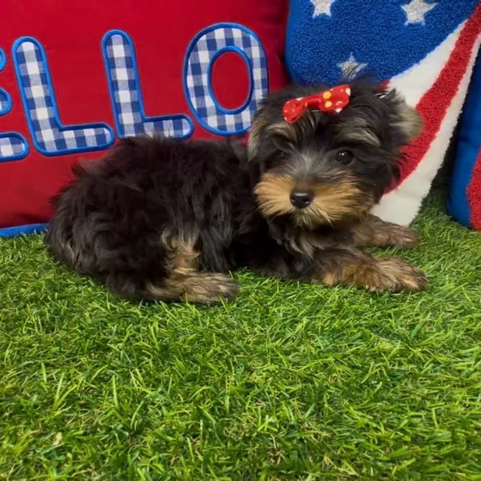 Female Yorkie puppy named Daffy for sale at Puppy Dreams - Arlington.