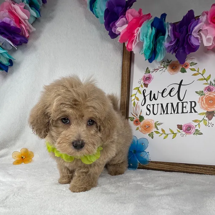 Female Maltipoo puppy named *Gaia* for sale at Puppy Dreams - Mansfield.