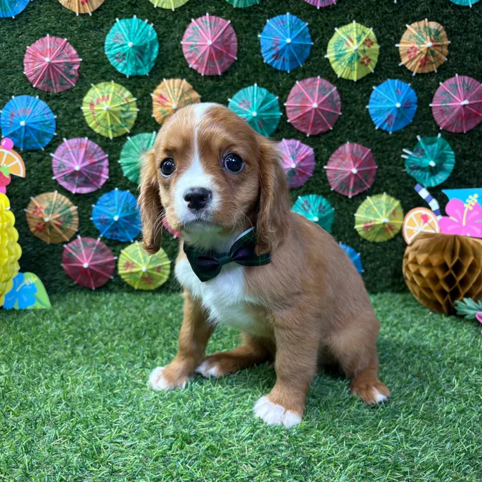 Male Cavalier King Charles Spaniel puppy named Archie for sale at Puppy Dreams - Carrollton.