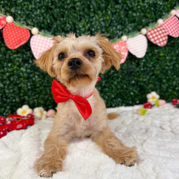 Male Yochon puppy named Rocket for sale at Puppy Dreams - Garland.
