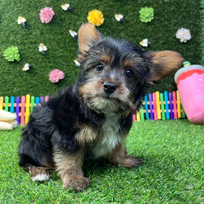 Male Yorkie puppy named Milo for sale at Puppy Dreams - Carrollton.