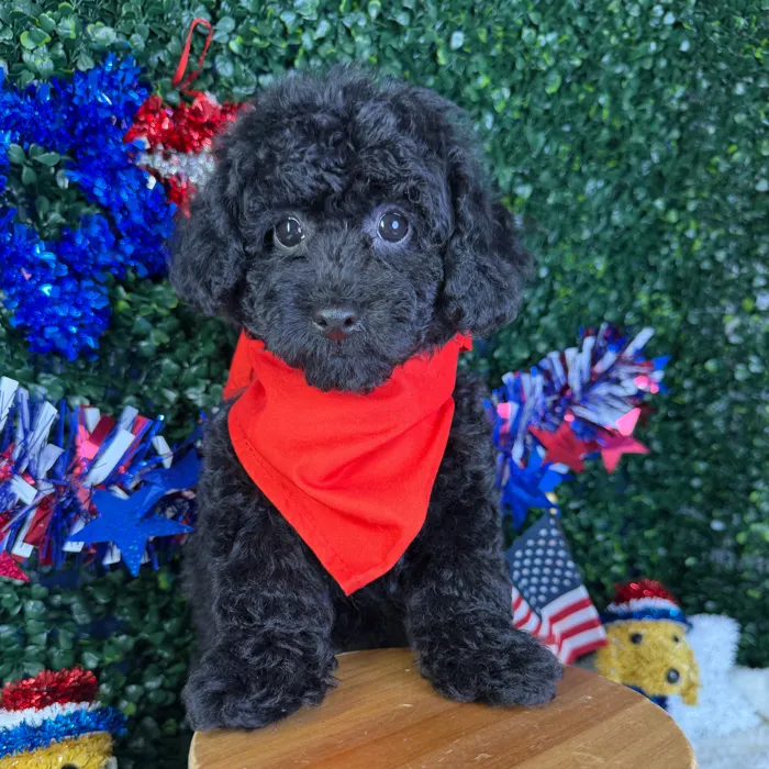 Male Poodle Toy puppy named Oreo for sale at Puppy Dreams - Garland.