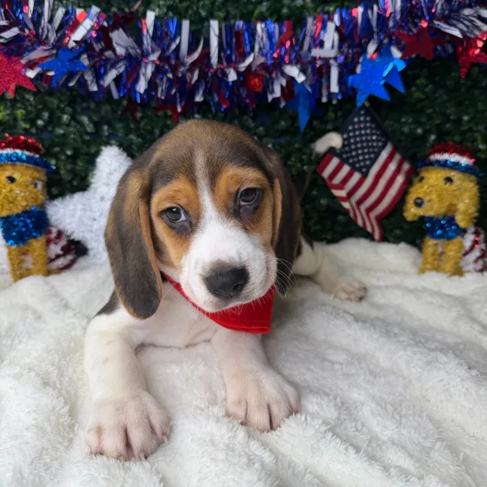 Male Beagle puppy named Rex for sale at Puppy Dreams - Garland.