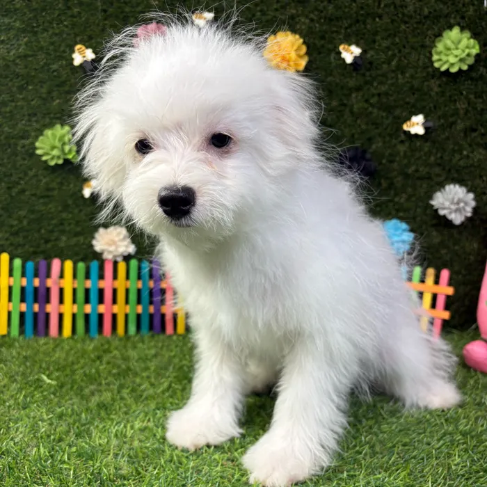 Male Pomachon puppy named Puff for sale at Puppy Dreams - Carrollton.