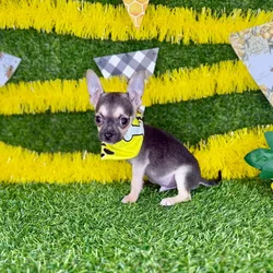 car_main_img_/media/ap_media/pets/PJCFBVOGYZBW389589.webp.250x250_q85.webp