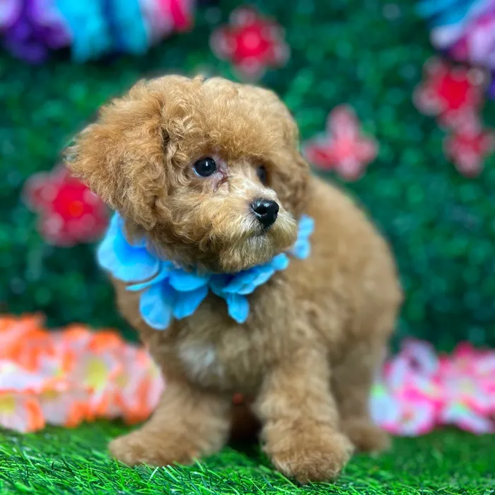 Male Mini Poodle puppy named *Cedar* for sale at Puppy Dreams - Mansfield.