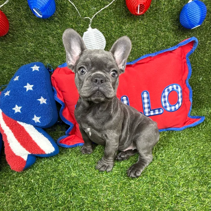 Female French Bulldog puppy named Pupcake for sale at Puppy Dreams - Arlington.
