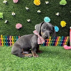 Male Dachshund puppy named Smokey for sale at Puppy Dreams - Carrollton.