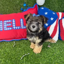 Female Morkie puppy named Gemini for sale at Puppy Dreams - Arlington.