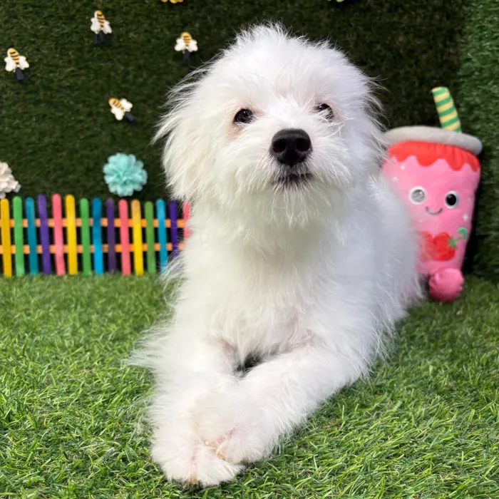 Male Pomachon puppy named Puff for sale at Puppy Dreams - Carrollton.