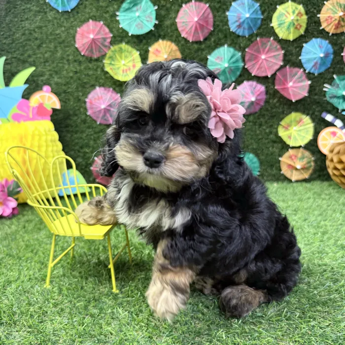 Female Cockapoo puppy named Bonnie for sale at Puppy Dreams - Carrollton.