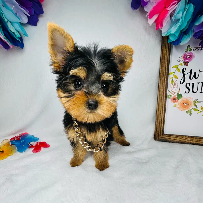 Male Yorkie puppy named *Poseidon* for sale at Puppy Dreams - Mansfield.