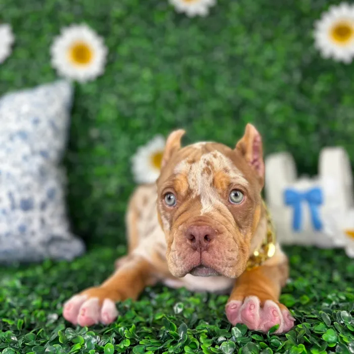 Male American Bully puppy named Zeus for sale at Puppy Dreams - North Richland Hills.