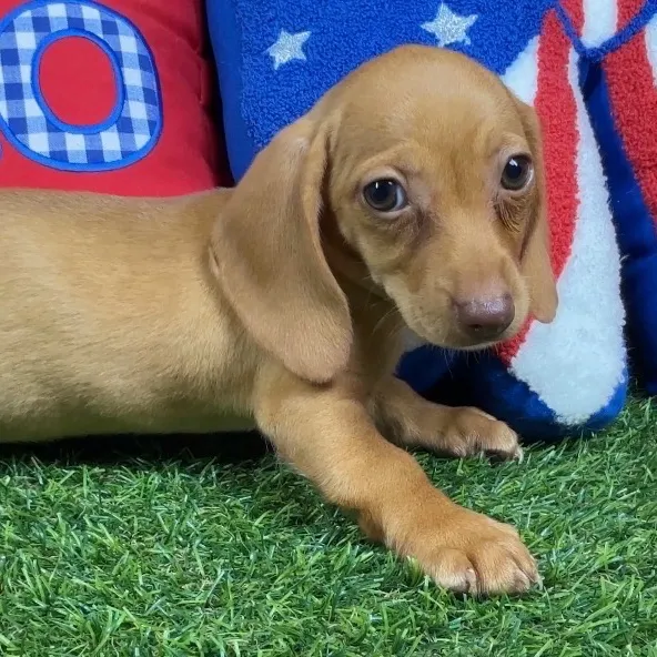 Female Dachshund puppy named Poppy for sale at Puppy Dreams - Arlington.