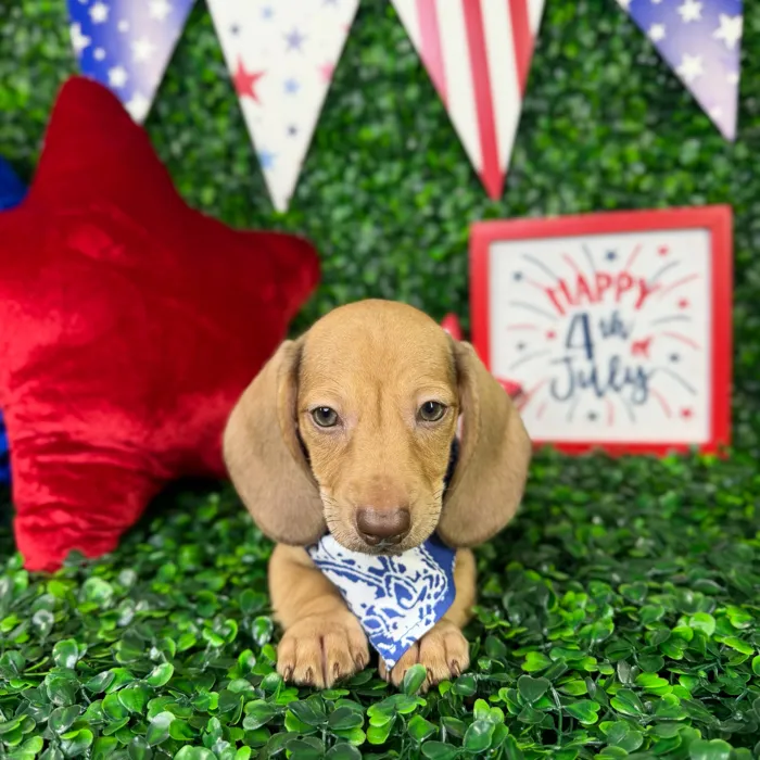 Male Dachshund puppy named Timmy for sale at Puppy Dreams - North Richland Hills.