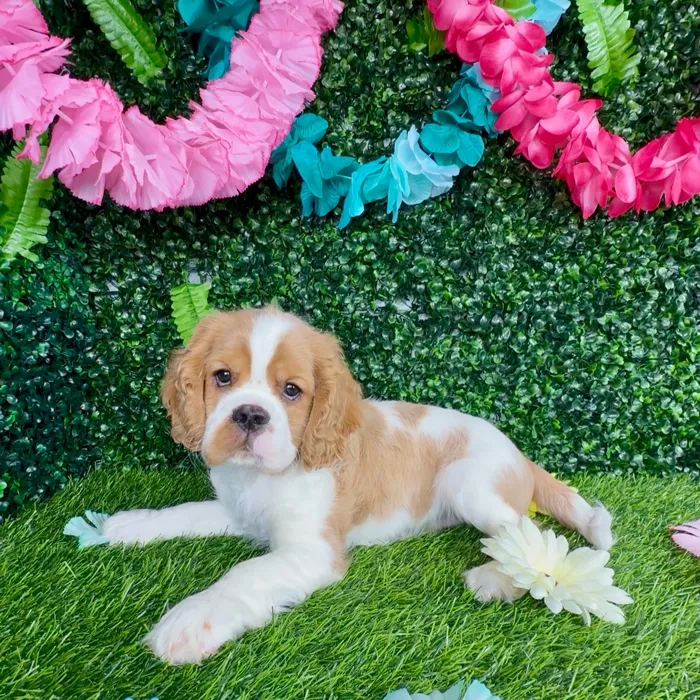 Male Cockalier puppy named Funfetti for sale at Puppy Dreams - Denton.