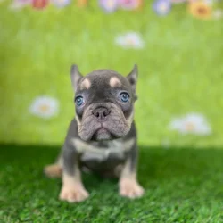car_main_img_/media/ap_media/pets/POSAJFMLOKZS144624.webp.250x250_q85.webp
