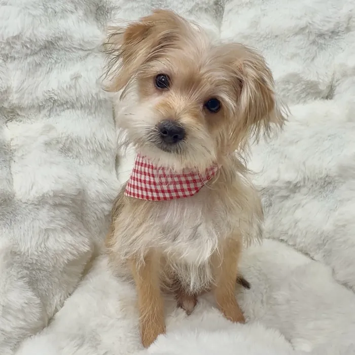 Male Morkie puppy named Truffle for sale at Puppy Dreams - Denton.