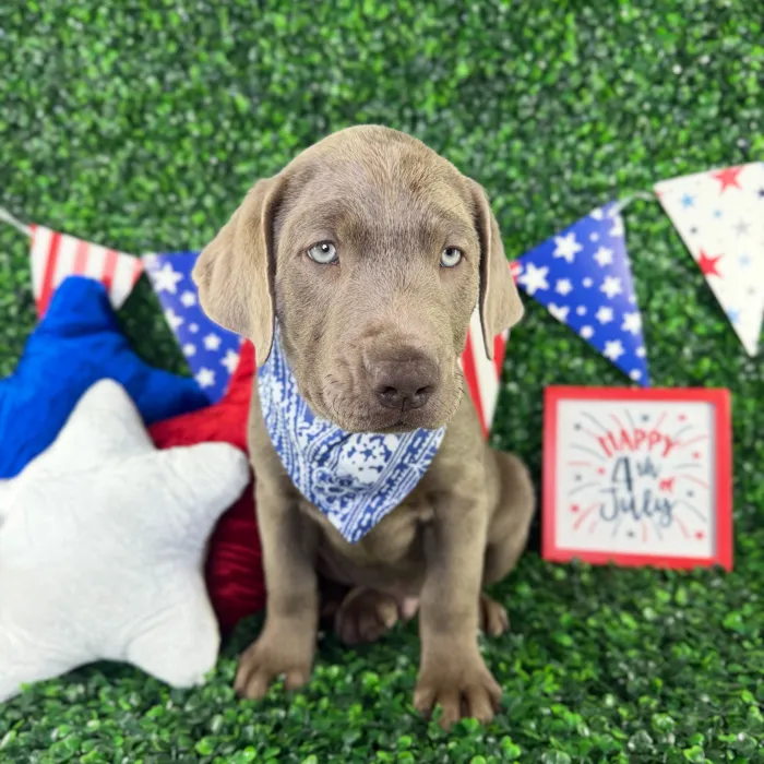 Male Labrador Retriever puppy named Charlie for sale at Puppy Dreams - North Richland Hills.