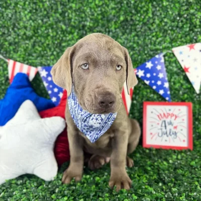 Male Labrador Retriever puppy named Charlie for sale at Puppy Dreams - North Richland Hills.