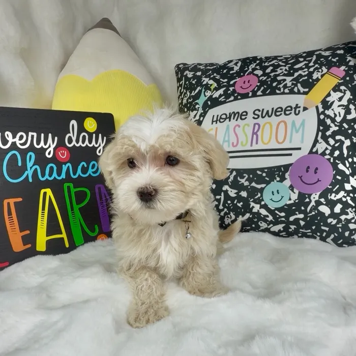 Male Maltipoo puppy named Jelly Bean for sale at Puppy Dreams - Denton.