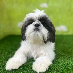 car_main_img_/media/ap_media/pets/PQIYTANWZUXP141672.webp.250x250_q85.webp