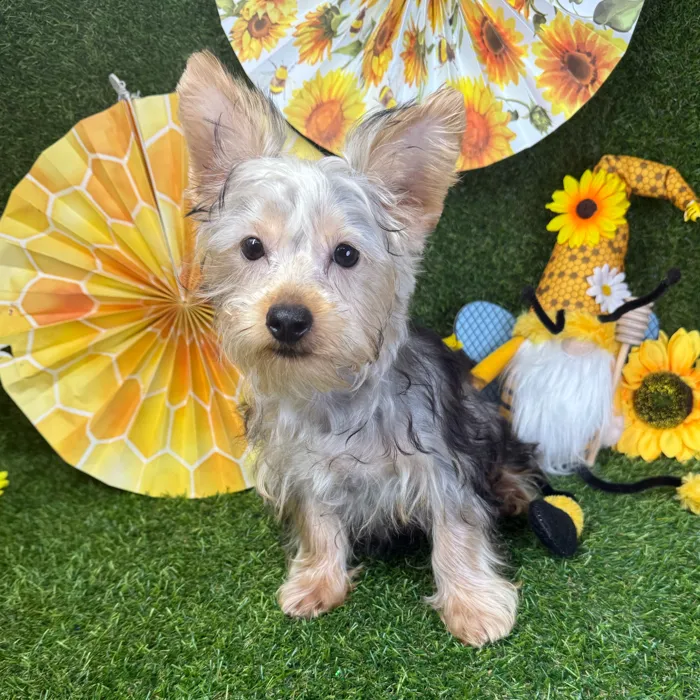 Male Silky Terrier puppy named Spoeck for sale at Puppy Dreams - Arlington.