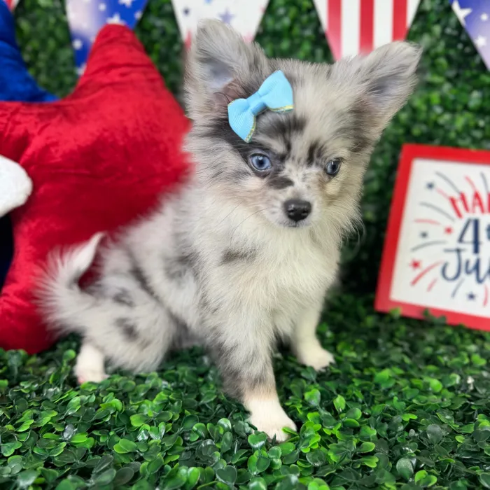 Female Pomchi puppy named Bonnie for sale at Puppy Dreams - North Richland Hills.