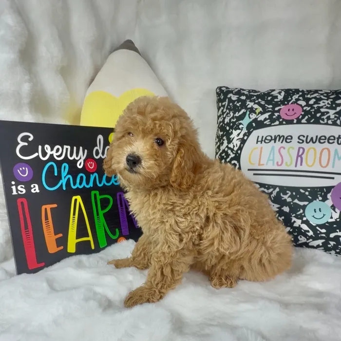 Female Mini Goldendoodle puppy named Hot Honey for sale at Puppy Dreams - Denton.