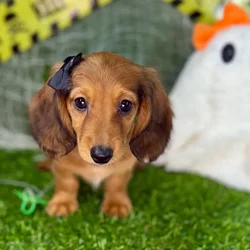 car_main_img_/media/ap_media/pets/PTUHGYNFXQBJ149866.webp.250x250_q85.webp