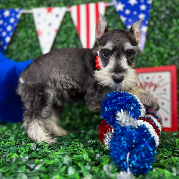 Female Mini Schnauzer puppy named Nova for sale at Puppy Dreams - North Richland Hills.
