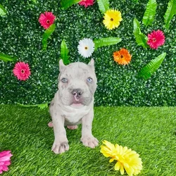 car_main_img_/media/ap_media/pets/PUTOYOCTWFUZ393799.webp.250x250_q85.webp