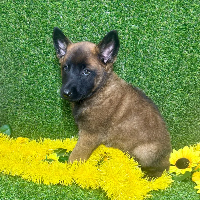 Female Belgian Malinois puppy named Luna for sale at Puppy Dreams - Arlington.