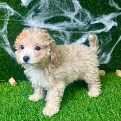 car_main_img_/media/ap_media/pets/PUYLPKFKZSFN152065.webp.250x250_q85.webp