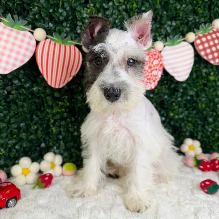 Female Mini Schnauzer puppy named Sugar for sale at Puppy Dreams - Garland.