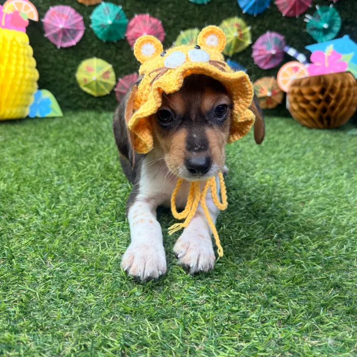 Male Beagle puppy named Buddy for sale at Puppy Dreams - Carrollton.