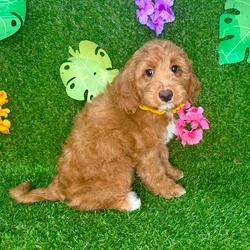 car_main_img_/media/ap_media/pets/PWKKHSTTSGYB134390.webp.250x250_q85.webp