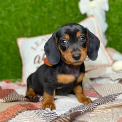 car_main_img_/media/ap_media/pets/PWLTTYIFIOXA136643.webp.250x250_q85.webp