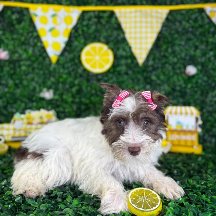 Female Mini Schnauzer puppy named Ruby for sale at Puppy Dreams - North Richland Hills.