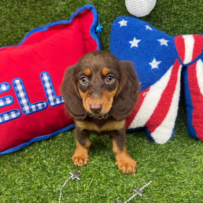 Female Dachshund puppy named Muffin for sale at Puppy Dreams - Arlington.