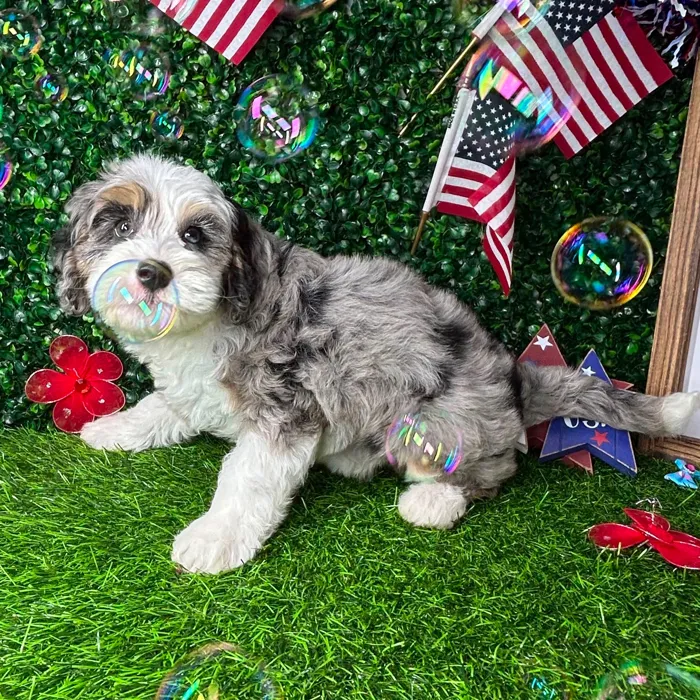 Female Bernedoodle puppy named *Muffin* for sale at Puppy Dreams - Mansfield.