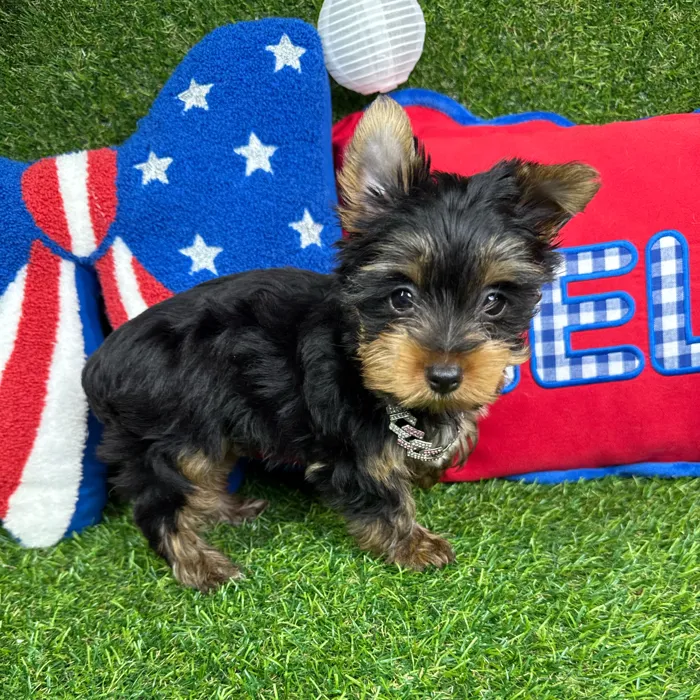 Female Yorkie puppy named Augie for sale at Puppy Dreams - Arlington.