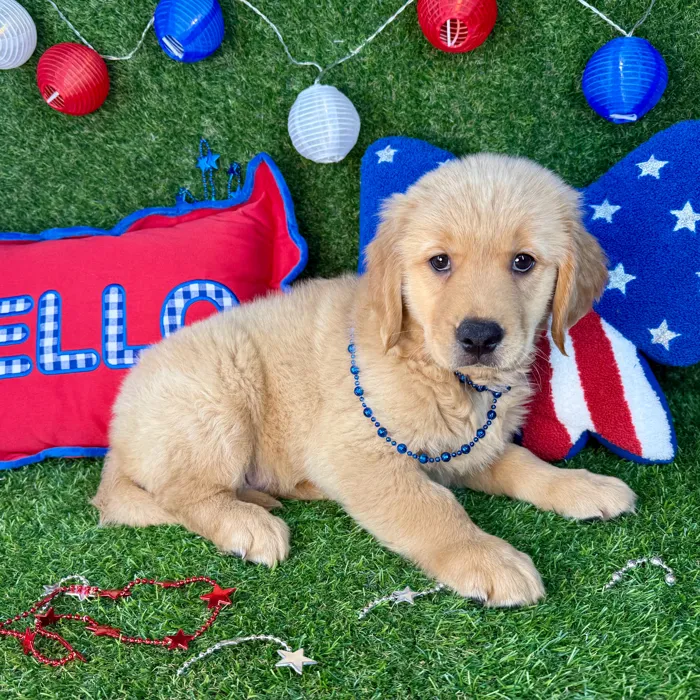 Male Golden Retriever puppy named Elf for sale at Puppy Dreams - Arlington.