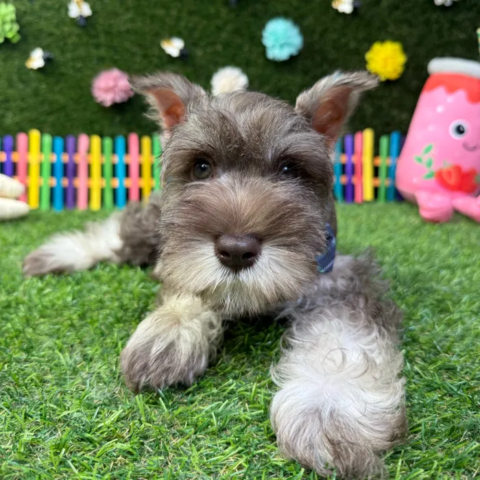 Male Mini Schnauzer puppy named Otto for sale at Puppy Dreams - Carrollton.