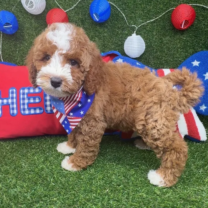 Male Mini Goldendoodle puppy named Alfie for sale at Puppy Dreams - Arlington.
