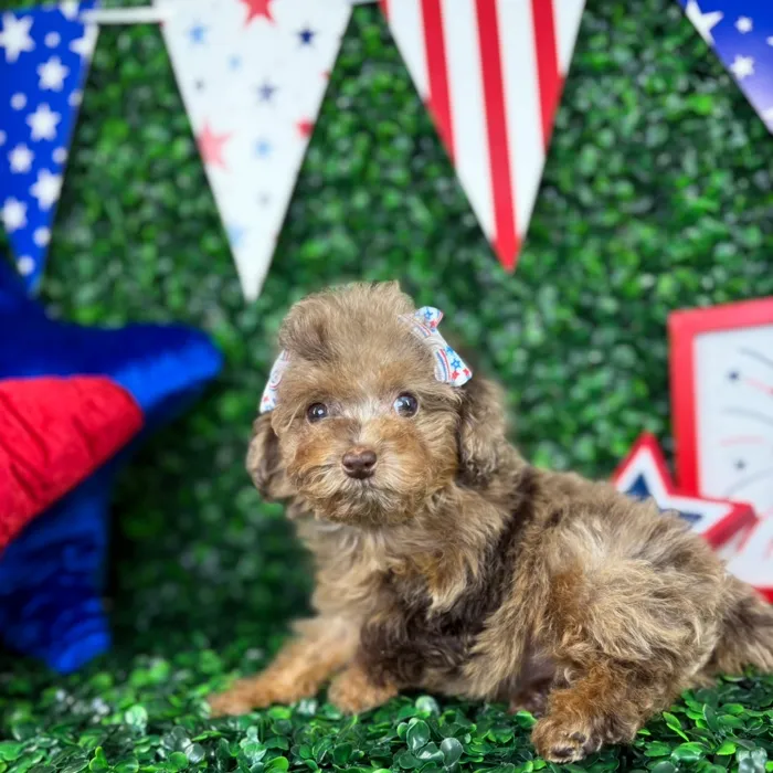 Female Mini Poodle puppy named Eva for sale at Puppy Dreams - North Richland Hills.