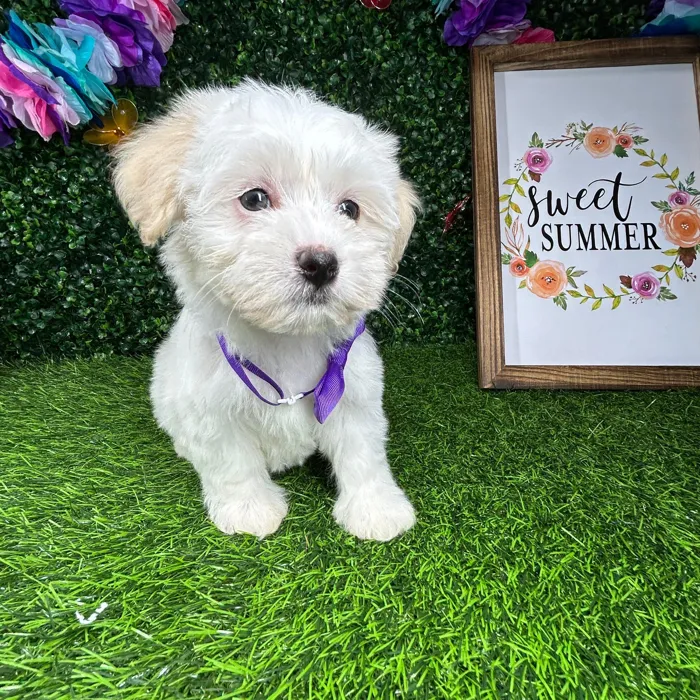 Female Havanese puppy named *Victoria* for sale at Puppy Dreams - Mansfield.